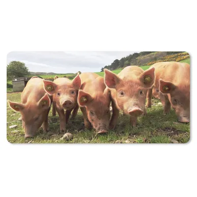 Produktbild von MuchoWow® Mauspad Mousepad Schweine - Groß - Tiere 60x30 cm - Mousepads - Maus Mat - Pad - Mausunterlage - Nachhaltig