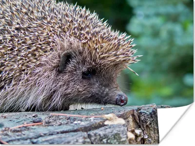 Produktbild von MuchoWow® Poster Igel auf Baum 160x120 cm - Foto Plakat