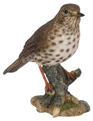 Image de Oiseaux de jardin (grive musicienne)
