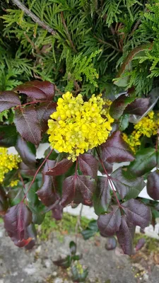 Image de Mahonia aquifolium / Mahonia faux-houx