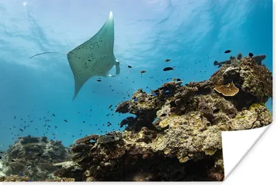 Produktbild von MuchoWow® Poster Die Korallen des Great Barrier Reefs 180x120 cm - Fotoplakat