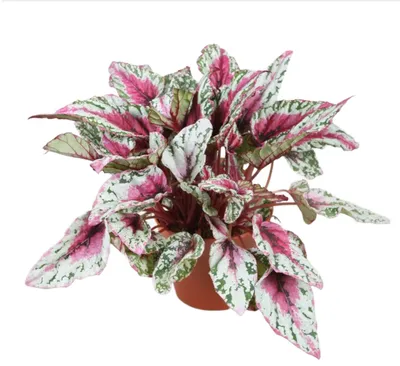 Image de Magnifique bégonia à feuilles Sunset Plante d'intérieur