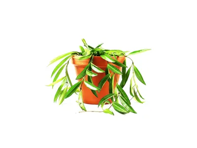 Obrázok produktu pre Gardners Hoya Wayetti, priemer 12 cm