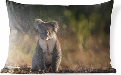 Produktbild von MuchoWow® Outdoor Kissen - Koala - Sonne - Tier - Kinder - Jungen - Mädchen - 50x30 cm - Wetterfest - Lounge Kissen - Sofa kissen - Wohnzimmer Dekoration