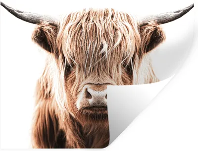 Produktbild von MuchoWow® Wandtattoo Wandsticker Wandaufkleber Tiere - Schottischer Highlander - Kuh 50x50 cm Selbstklebend und Repositionierbar - Selbstklebend - Fototapeten