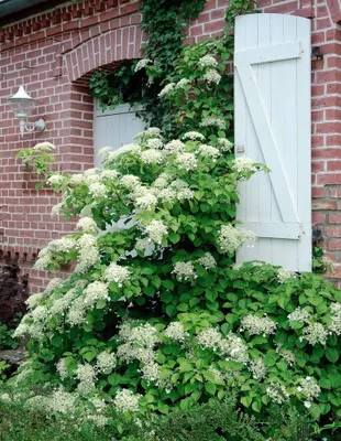 Produktbild von Kletterhortensie; Hydrangea petiolaris - winterharte Hortensie versch. Größen, Größe:30-40 cm