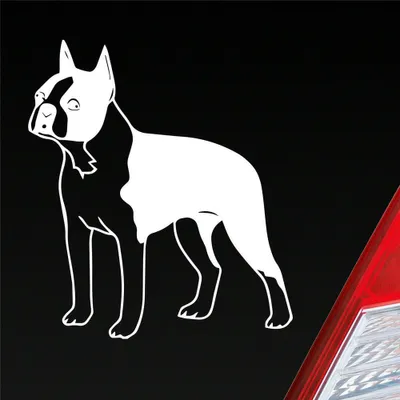 Produktbild von Auto Aufkleber Boston Terrier Hund Dog Animal 12x10 cm Weiss Matt Sticker Heckscheibenaufkleber