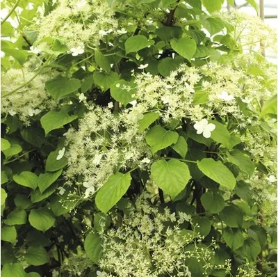 Obrázek produktu pro Hortenzie řapíkatá na špalíru FloraSelf Hydrangea petiolaris výška cca 80 cm květináč 6 l