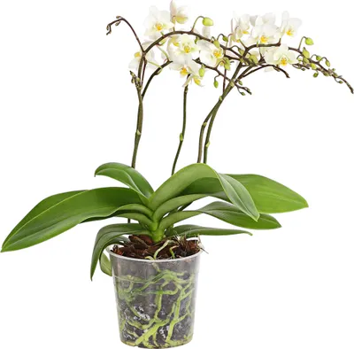 Produktbild von Dehner Schmetterlingsorchidee Wildflower, Phalaenopsis cultivars, weiße Blüten, 30-40 cm inkl. Pflanztopf, Ø Topf 12 cm, Zimmerpflanze