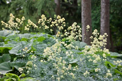 Produktbild von Thalictrum flavum ssp. glaucum, gelb, ca. 9x9 cm Topf