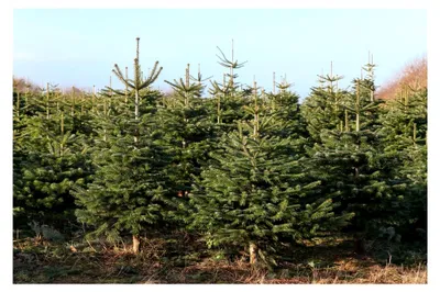 Produktbild von 50 Samen der Nordmanntanne, Abies nordmanniana, Weihnachtsbaum Samen