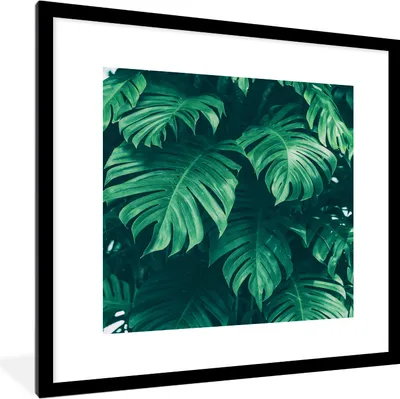 Produktbild von MuchoWow® Gerahmtes Poster Monstera - Blätter - Pflanzen - Dschungel - Natur 40x40 cm - Poster mit Schwarzem Bilderrahmen Wandposter Rahmen Foto Bilder - Poster - Plakat im Rahmen