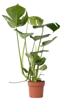 Zdjęcie produktu dla Monstera Deliciosa, roślina doniczkowa, w doniczce o średnicy 17 cm