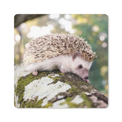 Produktbild von MuchoWow® Mauspad Mousepad Igel - Weiß - Baumstamm 30x30 cm - Mousepads - Maus Mat - Pad - Mausunterlage - Gaming