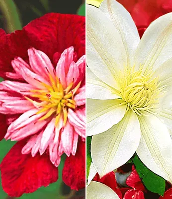 Produktbild von BALDUR Garten 2er Klematis-Sortiment 'Avant Garde TM' + 'Madame Le Coultre' winterhart, Pflanzen, Clematis, mehrjährige blühende Kletterpflanzen, bienenfreundlich, schmetterlingsfreundlich