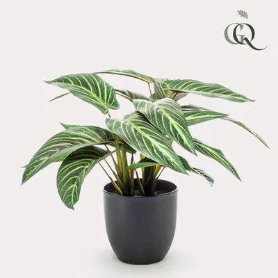 Produktbild von Famanu Kunstpflanze Calathea Zebrina - 38 cm