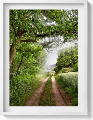 Produktbild von Weg, Bäume und Sonnenschein– Wandbild mit Rahmen – Gerahmtes Bild  – Wanddekoration – 60x80 cm –  Weiß Rahmen