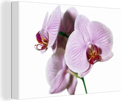 Zdjęcie produktu dla OneMillionCanvasses® - Obraz na płótnie - Obraz na płótnie - Różowy kwiat orchidei - 150x100cm - Fotografia na płótnie - obraz na płótnie
