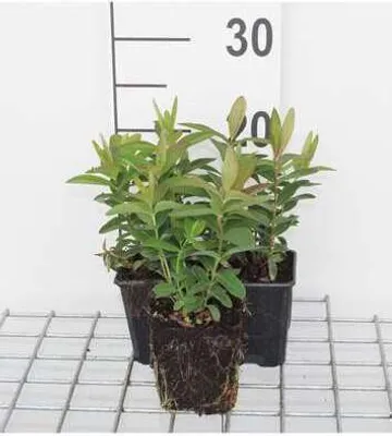Obrázok produktu pre 6 x Hypericum calycinum - ľubovník bodkovaný - kvetináč 9 x 9 cm