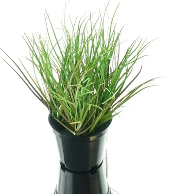 Produktbild von GASPER Gras Grün S im schwarzen Topf Ø 8 cm - Kunstpflanzen