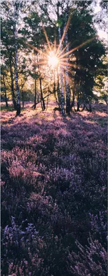 Produktbild von Wallario Premium Glasbild, freischwebende Optik, kräftige Farben, Größe 125 x 50 cm Motiv Heide im Morgenlicht