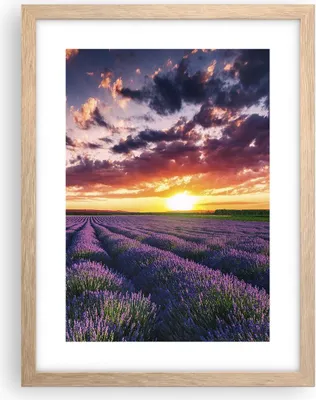 Produktbild von Gerahmtes Poster - Rahmen in heller Eiche - Lavendel Berge Feld - 30x40 cm - Wand Bild - Wanddeko - Wandbilder - Wandposter - Bilderrahmen - Bilder - Kunstdruck - Wandbild - P2NPA30x40-3816