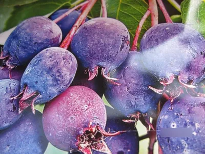 Produktbild von Amelanchier alnifolia Saskatoon Berry ® - Felsenbirne Saskatoonbeere ® - 40-60