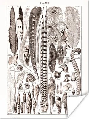 Produktbild von MuchoWow® Poster Vogel - Federn - Tiere 90x120 cm - Wohnzimmer