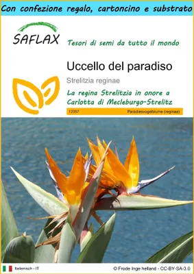 Immagine prodotto di SAFLAX Set regalo - Uccello del paradiso - 5 semi - Strelitzia