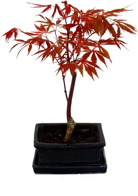 Produktbild von Japonský javor, Acer palmatum, črepník 15 cm