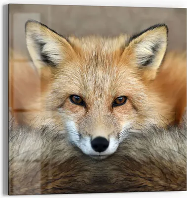 Produktbild von DEQORI Glasbild Echtglas 30x30 cm 'Reineke, der Fuchs' Wandbild Bild modern Deko