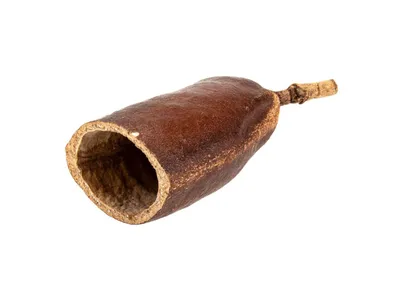 Produktbild von Courbaril Schote geöffnet 8-10 cm Hymenaea courbaril Terrarium Tillandsien Deko