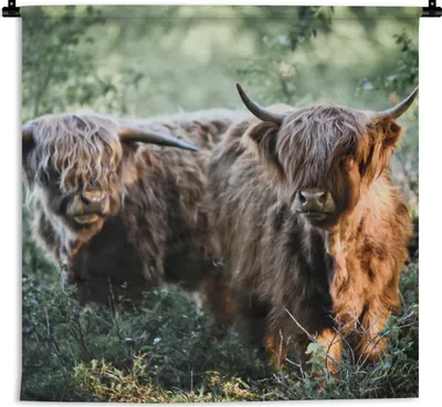 Produktbild von MuchoWow® Wandteppich Wandbehang Schottische Hochlandrind - Wald - Tiere 120x120 cm Tapisserie Dekoration Wandtuch - Modern - Baumwollgewebe