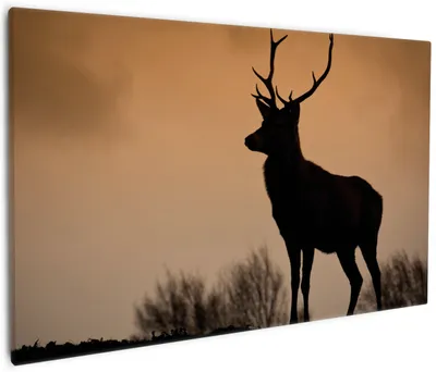Produktbild von Wallario Premium Leinwandbild Rothirsch am Abend in Größe 60 x 90 cm