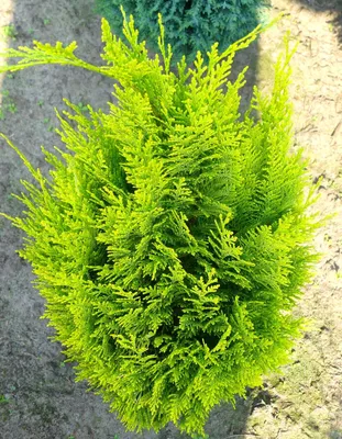 Produktbild von Zypresse Chamaecyparis lawsoniana 'Erecta Aurea' Winterhart immergrün 40 - 50 cm
