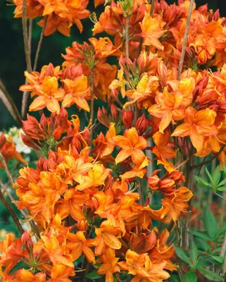 Produktbild von Rhododendron luteum 'Golden Eagle', gelb, 30–40 cm