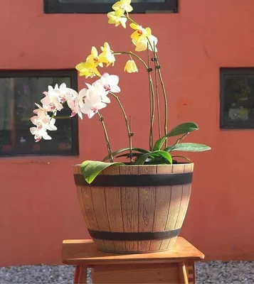 Produktbild von Kunststoff-Blumentopf mit Holzaussehen | Farbe: Walnuss | Design: Weinstock | Ø 38 cm