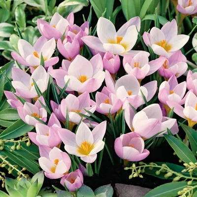 Obrázok produktu pre Cibuľky kvetov Cibuľky kvetov Crocus Spring Crocus Firefly 10 ks.