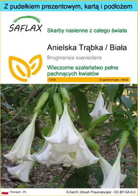 Zdjęcie produktu dla SAFLAX - Zestaw prezentowy - Anielska Trąbka / Biała - 10 Nasiona - Z pudełkiem upominkowym, etykietą wysyłkową, kartą podarunkową i podłożem uprawowym - Brugmansia suaveolens