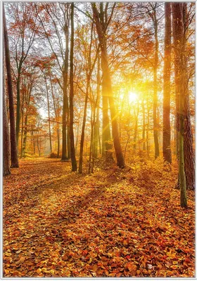 Produktbild von Wallario Wandbild Sonnenuntergang im herbstlichen Wald, Größe: 70,30 x 100,30 cm, Poster mit weißem Kunststoffrahmen