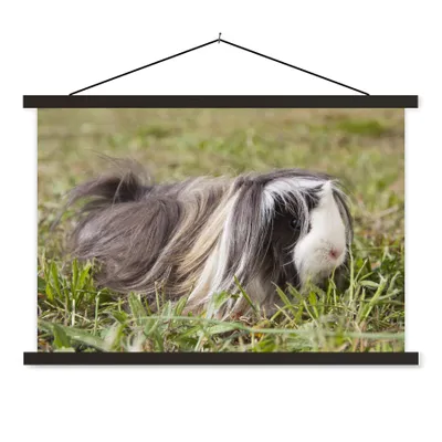 Produktbild von MuchoWow® Textilposter Langhaar-Meerschweinchen 90x60 cm mit schwarzem Rahmen - Aufhängungssatz