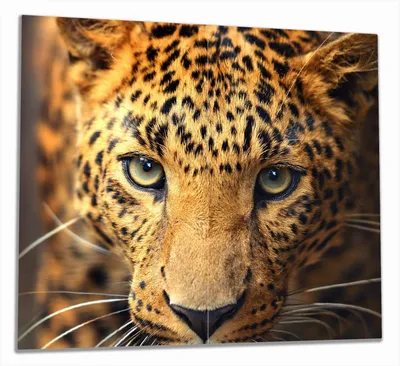 Produktbild von Wallario Herdabdeckplatte aus Glas, Größe 60 x 52 cm 2-teilig, Motiv Leopard in Nahaufnahme beim Laufen