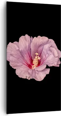 Produktbild von Bild auf Leinwand - Leinwandbild - Einteilig - Hibiskus Blume Rosa - 65x120cm - Wand Bild - Wanddeko - Wandbilder - Leinwanddruck - Bilder - Wanddekoration - Leinwand bilder - Wandbild - PA65x120-4481