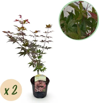 Zdjęcie produktu dla Klon japonski Acer palmatum 'Atropurpureum' - 2 sztuki, wysokosc 70cm, srednica
