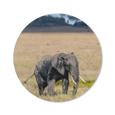 Produktbild von MuchoWow® Mauspad Mousepad Elefant - Gras - Tiere - Natur 20x20 cm - Mousepads - Maus Mat - Pad - Mausunterlage - Schreibtischmatte