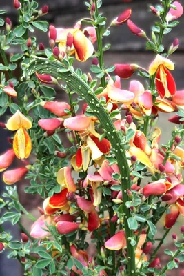 Image de Genêt d'ajonc Cytisus scoparius Fantasy Broom 40 - 60 cm