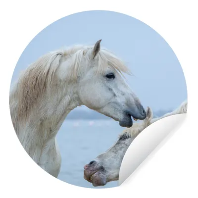 Produktbild von MuchoWow® Runde Wandtattoo - Wandsticker Tapete Aufkleber Pferd flüstert einem anderen Pferd in der Camargue etwas zu Ø 100 cm Selbstklebend und Repositionierbar - Wandaufkleber - Kreis - Tapetenkreis - Wandbild rund - Schlafzimmerdekoration - Wanddeko - runde Tapete - Kunst für zu Hause