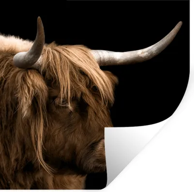 Produktbild von MuchoWow® Wandtattoo Wandsticker Wandaufkleber Schottischer Highlander - Tiere - Kuh 50x50 cm Selbstklebend und Repositionierbar - Selbstklebend - Fototapeten