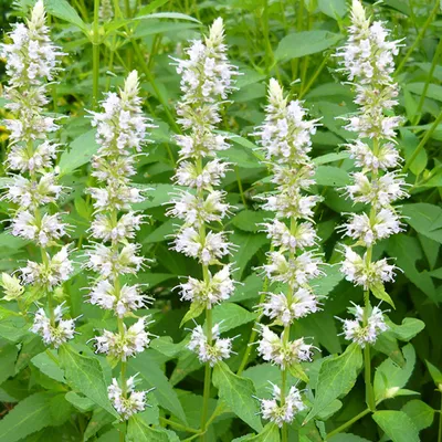 Image de 6 x Agastache rugosa « Alabaster »  | Pot 9 cm x 9 cm