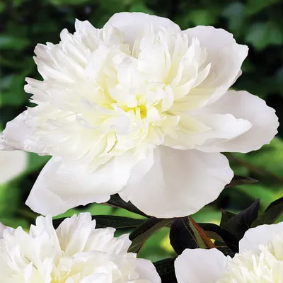 Zdjęcie produktu dla Paeonia Piwonia sadzonka Duchesse De Nemours 1szt Piwonie sadzonki Pachnąca